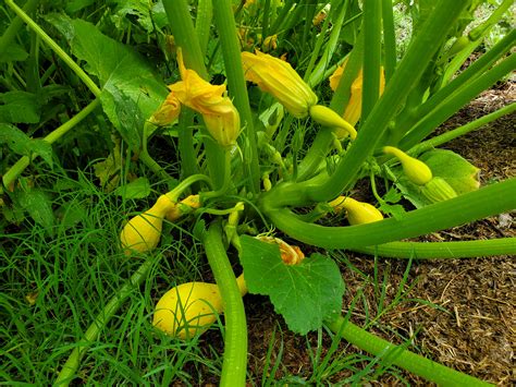 Growing Squash with Natural Plant Nursery (plants forum at permies)