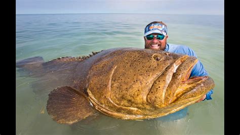 Goliath Grouper Quickie - Uncut Angling - February 18, 2015 - YouTube