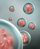 Zygote Cell Stock Image - Royalty Free Image ID 10096422