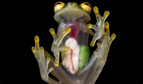 Translucent Glass Frog Wards Off Predators and Baffles Scientists - Trendradars Latest