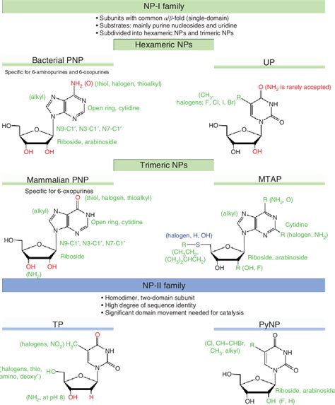 Figure 1.2 from Enzymatic Synthesis of Nucleoside Analogues by Nucleoside Phosphorylases ...