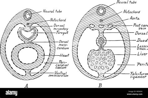 . A laboratory manual and text-book of embryology. Embryology. Ventral ...