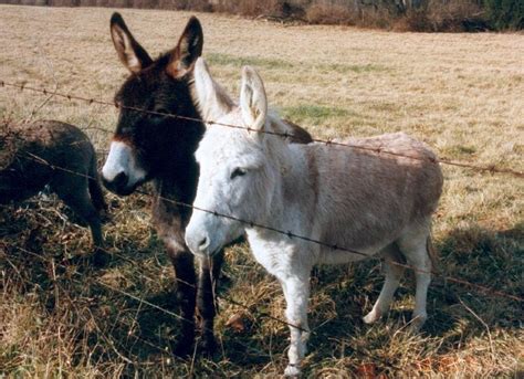 Miniature Donkey: Photos, Temperament & Traits - Pets Fame