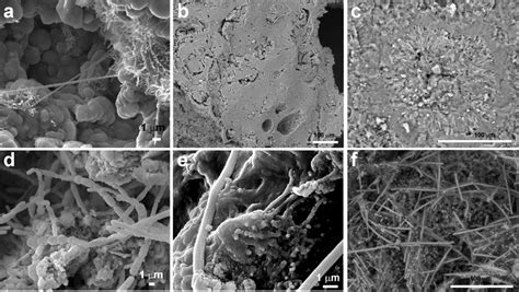 FESEM images of speleothems from Galapagos lava tubes. a) Coralloid ...