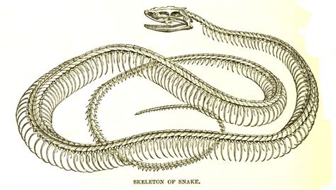 File:SnakeSkelLyd.jpg - Wikimedia Commons