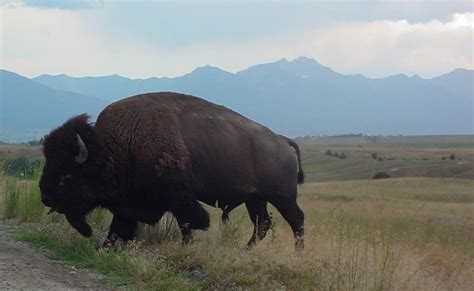 The National Bison Range » Montana's Flathead Lake