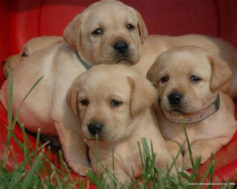 Three Labrador Retriever puppies photo and wallpaper. Beautiful Three ...