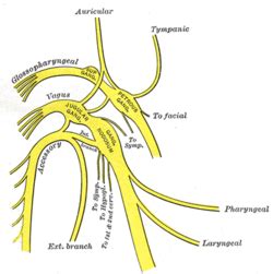 Accessory nerve - Wikipedia