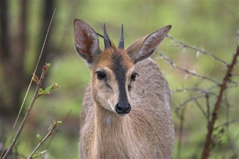 Duiker, Common - Fascinating Africa