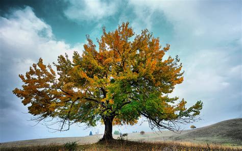 Arbol en Otoño - Fondos de Pantalla HD - Wallpapers HD