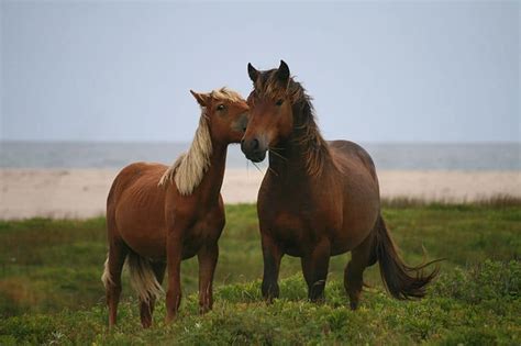 Sable Island National Park in Nova Scotia | Explore | Awesome Activities & Fun Facts | CBC Kids