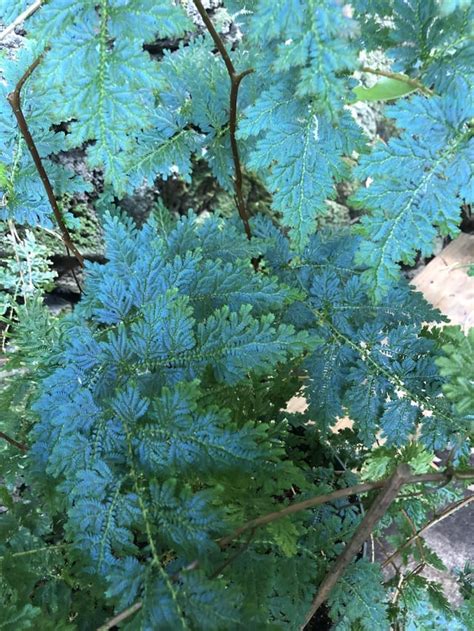 Rainbow Fern grown in Honolulu : r/Fern