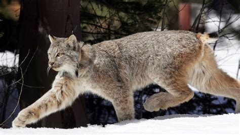 U.S. says Canada's lynx no longer need special protection | CTV News