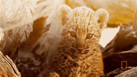Baby Leopard GIFs - Find & Share on GIPHY