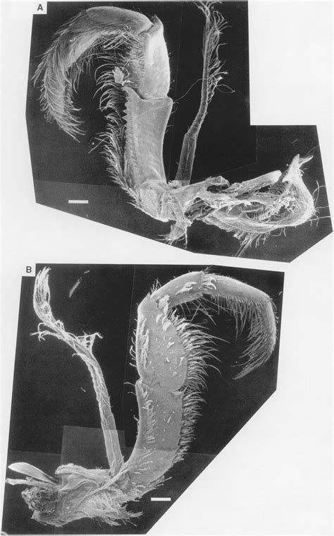 Third maxillipeds of Homarus americanus, Stage XII. A, Right, inner ...