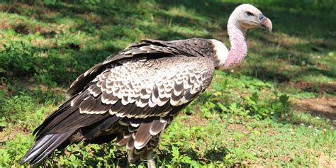 Ruppell's griffon vulture | Smithsonian's National Zoo