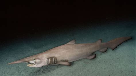 These sharks could live in British waters by 2050