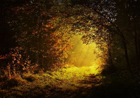 Morning forest by mirop on DeviantArt