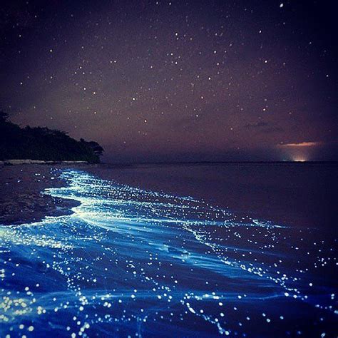 Walk Along Bioluminescent Bay in Puerto Rico Beautiful Places To Travel, Pretty Places ...