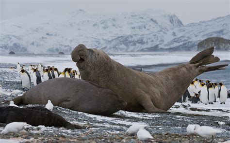 Southern Elephant Seals and Antarctic Fur Seals. South Georgia Sub ...