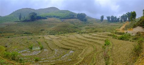 Rice Field Terraces in Sa Pa Stock Photo - Image of nature, slope ...