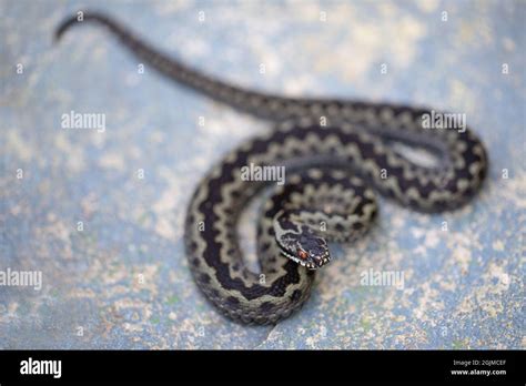 Adder or Northern Viper (Vipera berus). Snake species Identification features. Head, ‘V ...