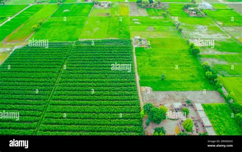 Punjab field view hi-res stock photography and images - Alamy