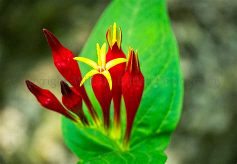 Wildflowers of the Smoky Mountains Digital Download Stock Photography ...