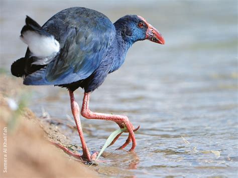 Purple Swamphen | KuwaitBirds.org