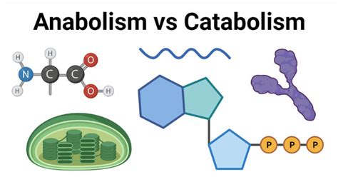 Anabolism vs Catabolism- Definition, 13 Key Differences, Examples