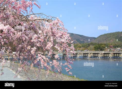 Cherry blossoms in Kyoto Arashiyama Stock Photo - Alamy