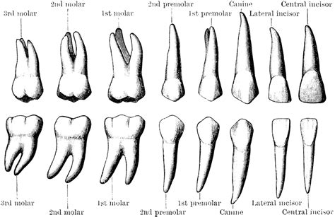 Do you know Teeth have different shapes to do different jobs. Types include: Incisors– these ...