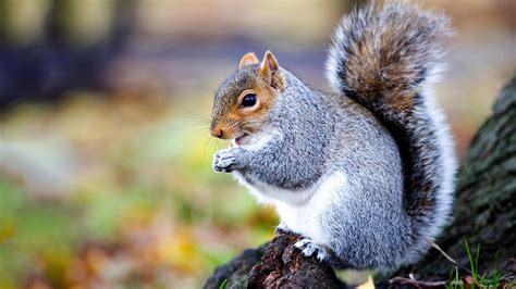 Grey Squirrel (Sciurus carolinensis) - Woodland Trust