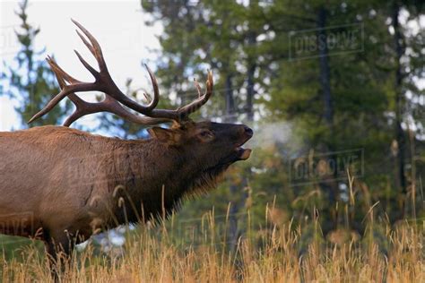 Bull Elk Bugling - Stock Photo - Dissolve