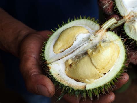 4 Varieties of Durio Lowianus in Hulu Langat - Year of the Durian