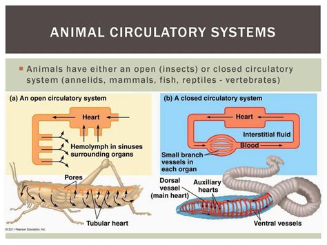 Top 141 + Animal circulatory system - Inoticia.net