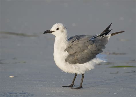 Adult Laughing Gull, non-breeding plumage – Mia McPherson's On The Wing Photography