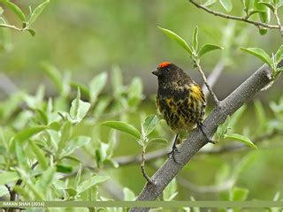 Fire-fronted Serin (Serinus pusillus) | Fire-fronted Serin (… | Flickr