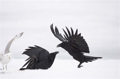 crows in snow. | Birds, Bird, Animals