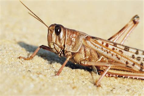 Just in time for Passover: Locusts plague Egypt | Salon.com