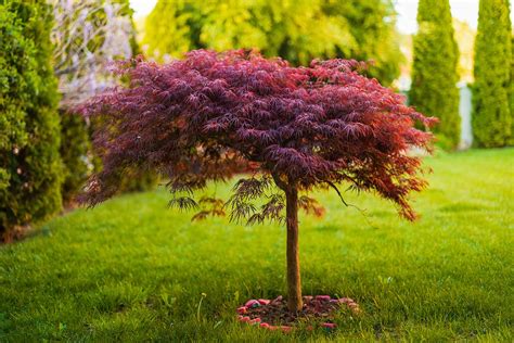 How to Grow and Care for Weeping Japanese Maples