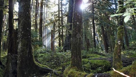 Hoh Rainforest stock photo. Image of national, trees - 86640232