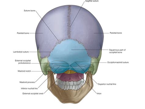 Anatomy And Function Of The Occipital Bone Explained With A Diagram ...