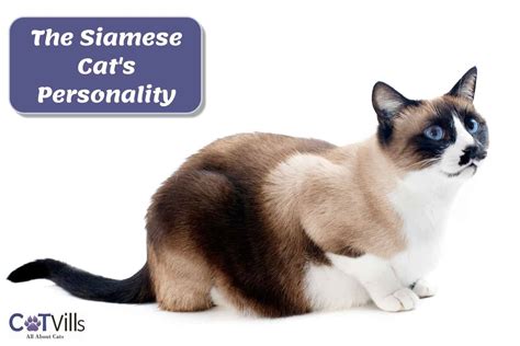 The Siamese Cat Personality (Amazing Facts You Need to Know)