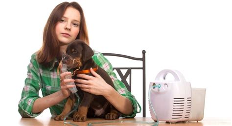 Dog Asthma: Symptoms, Risks and Prevention Tips • Pet on Bed