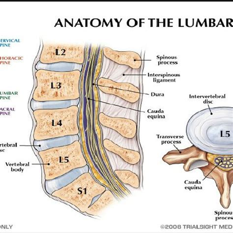 depicts the lower back and is comprised of five lumbar vertebrae ...