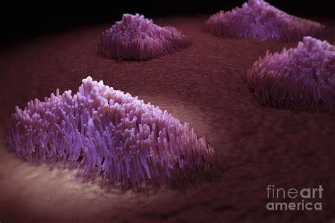 Cilia Of The Respiratory Tract Photograph by Science Picture Co - Fine ...