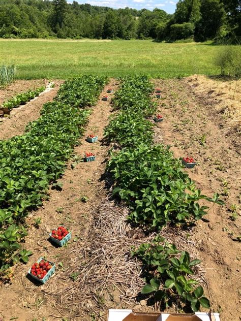 20 Top Strawberry Harvesting Tips – Strawberry Plants