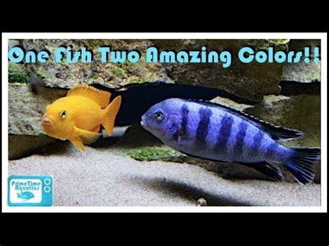 Pseudotropheus saulosi Care and Breeding: A Dwarf Mbuna Cichlid!! - YouTube