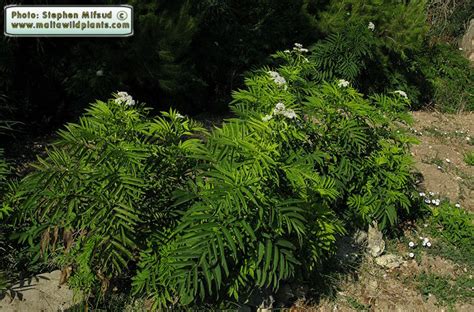 Sambucus ebulus (Dwarf Elder) : MaltaWildPlants.com - the online Flora ...